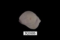 藏品(紫口珊瑚螺)的圖片